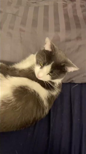 Don’t hit cars they have lives !