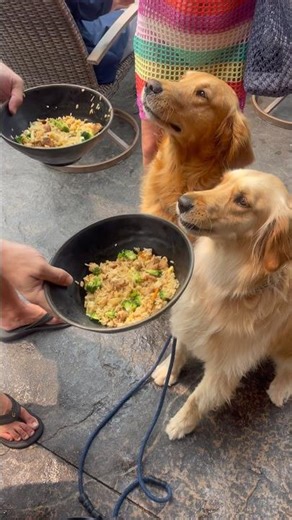 Dogs eating human food at a restaurant, Golden Retriever