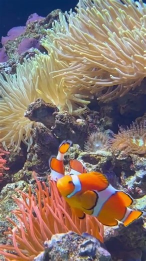 Algunos peces cambian de sexo #datoscuriosos #nemo #pecado #oceano #hechosinteresantes