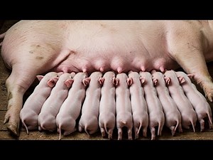 The Adorable Moments Of Newborn Piglets That Melt Hearts