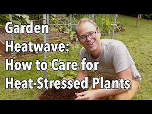 Garden Heatwave: How to Care for Heat-Stressed Plants