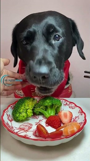 5 Essential Foods For A NUTRITIOUS Labrador Retriever Diet