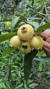Pomarrosas #naturaleza
