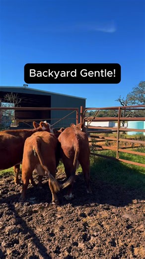 You want GENTLE? I have 3 Hereford Cross cows that are backyard gentle and heavy bred. They’ve been completely worked and ready to roll! Price: $3250/each. FREE 10 miles of shipping per cow purchased! 📞 Call or text Bubba: 903-388-4472� 📞 Office: 903-929-COWS (Mon–Fri, 8a–5p) Para español, llame a Ricky al (903) 644-6862! Vaccinations/deworming includes: 6 5 virus shield, Calvary nine, MultiMin, Safeguard drench wormer, Ivermectin, and Brute fly spray. 🐮 Rutherford Land and Cattle, LLC is a B