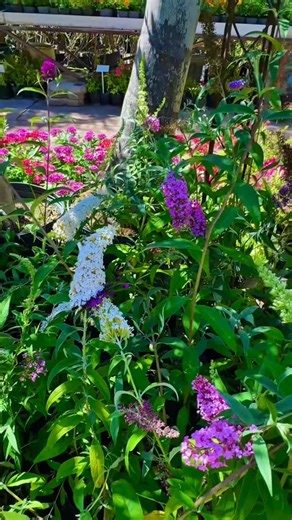 Vivero Kaki on Instagram: "🦋 BUDDLEJA DAVIDII – ÁRBOL DE LAS MARIPOSAS 🦋 • Una de las plantas más buscadas por su floración abundante y su increíble capacidad de atraer mariposas y polinizadores. • Produce largas espigas florales perfumadas que cubren el arbusto durante gran parte de la temporada. ☀️ Luz: Sol pleno 💧 Riego: Moderado, muy rústica 🌿 Crecimiento: Rápido 🌸 Ideal para: Jardines, canteros grandes y sectores para dar volumen y movimiento 📍 Vivero Kaki – Berazategui 📲 11-5993-677