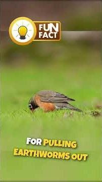 Amazing Fun Facts About AMERICAN ROBINS