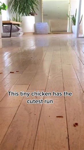 Adorable Serama Chicken Running Compilation