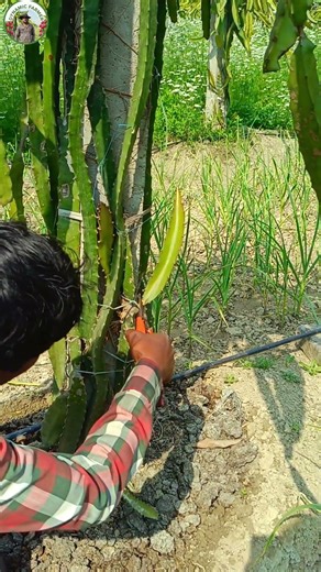 pruning #fruit #farming #bestdragonfruit