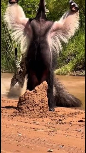 Giant Anteater vs Jaguar — Defensive Clash on a Pantanal Riverbank