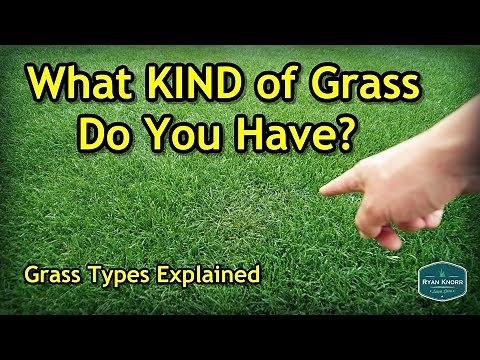 How To Figure Out Your Grass Type | Lawn Care Basics Series