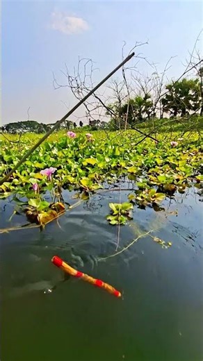 Amazing Fishing Trap Video _ part 565 #fish