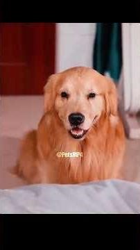 This Dog Saved His Sick Owner #shorts