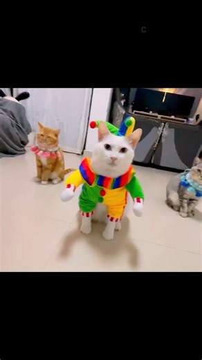 Everyone will laugh when they see a cat dressed up beautifully 🤣 #catworld #cat #shorts #cats