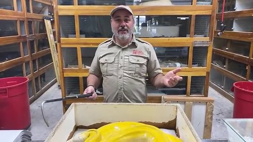 The Reptile Zoo Live!