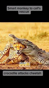 461K views · 5.3K reactions | Crocodile attacks #fblifestyle #crocodile #cheetah #monkey #SafetyFisrt #Amazing #uploadlangarawarw #AlwaysThinkPositive #ForEntertainmentPurposesOnly | Ton Ton Vlog | Facebook