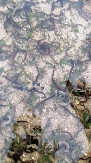 1.7M views · 1.6K reactions | Finally!!.. #clamshell #Hunasan | Tina Mondragon | Facebook