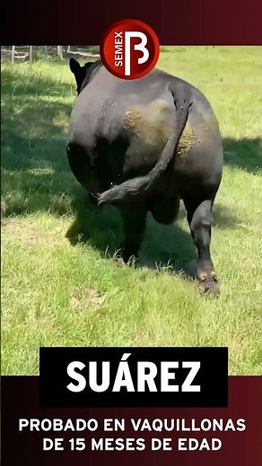 SUÁREZ ♦️ ANGUS NEGRO ♦️ SEMEX ♦️ CIATV