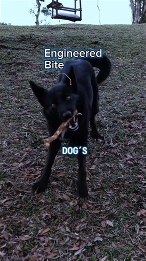 The Real Power Behind a German Shepherd’s Bite