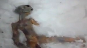 ¿Un alien en Siberia?
