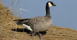 Cackling Goose Identification, All About Birds, Cornell Lab of Ornithology