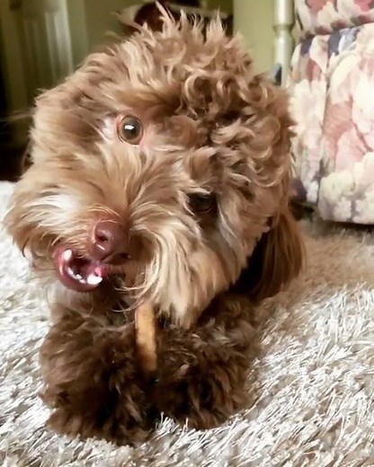 6" Standard Best Bully Sticks for Dogs | Doodle Chew Test