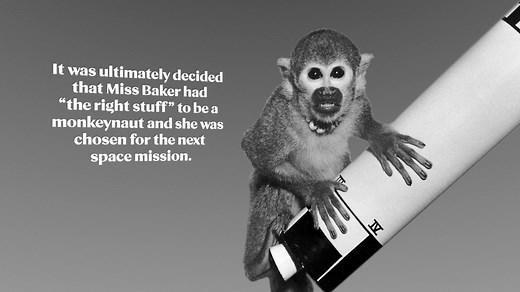 Today we celebrate Miss Baker, a monkeynaut with the “right stuff”, who lead the way for humans in space. #OTD in 1959, Miss Baker traveled with Miss Able to space and back to Earth successfully. Miss Baker came to live at the U.S. Space & Rocket Center in 1971, where she enjoyed her comfortable retirement. | U.S. Space & Rocket Center