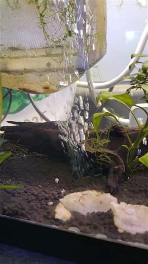 endler live bearing. #fishkeepinghobby #aquarium #guppytank