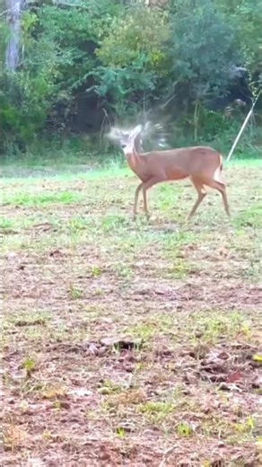 Very Dangerous Arrow Shot 😱 Hit the Deer on the Head One Shot Kill#Hunting#DeerHunting#BowHunting