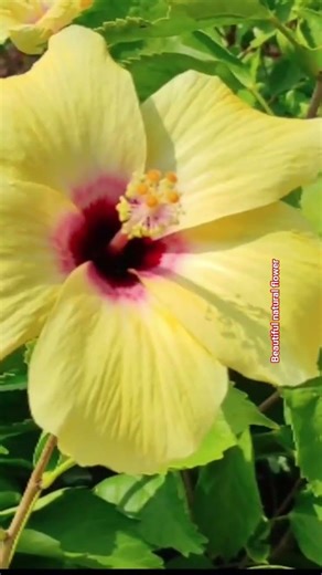Morning natural hibiscus flower #terracegardenindia #rose #flowers #rose #nature #plantsofindia