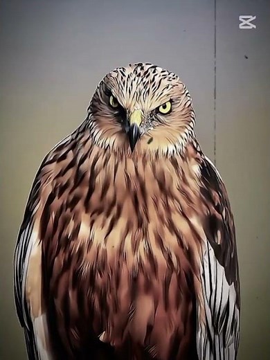 BMW EYES