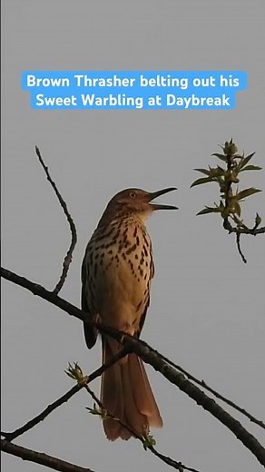 Brown Thrasher Calls #brownthrasher