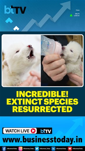 121K views · 636 reactions | U.S. Biotech Company Cloned Dire Wolves, A Species Extinct For Over 10,000 Years #BusinessToday #DireWolf #Cloning #BiotechInnovation #ExtinctSpecies #GeneticEngineering #AncientDNA #FuturisticScience #Technology #Wildlife #ScienceBreakthroughs | Business Today | Facebook