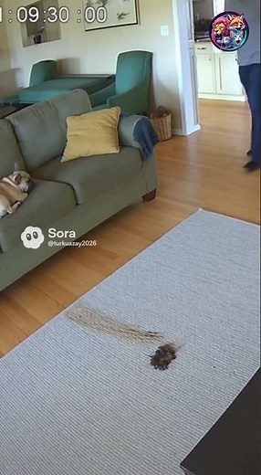 Caught on Camera: Dog Makes a Mess… and the Robot Vacuum Makes It WORSE! 😂💥