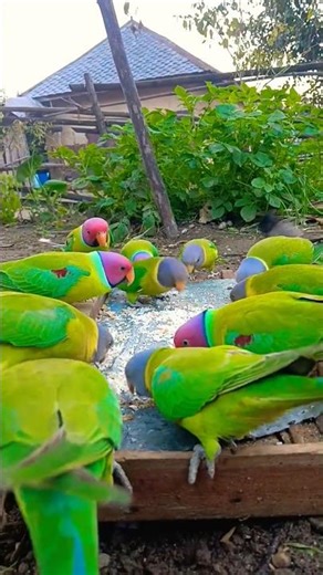 Parrot talking 🦜|Green parrot talking #viralyoutubesho#viralshort​ #shortsfeed​ #birds​#parrotlover​