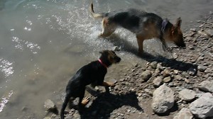 59 reactions · 8 comments | german shepherds first experience with swimming. | Vintar German Shepherd | Facebook