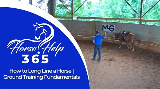 🐴 Horse Help 365 - Daily Horse Training Videos 🐴 "How to Long Line a Horse | Ground Training Fundamentals" Learn the fundamentals of long lining in this in-depth tutorial with Michael Gascon, the Horse Guru! 🐴 Whether you're preparing a young horse for riding, building confidence in groundwork, or just looking for new training techniques, long lining is a game-changing tool for horse owners and trainers. In this video, Michael introduces "Bree," a Haflinger pony cross being trained for a ther