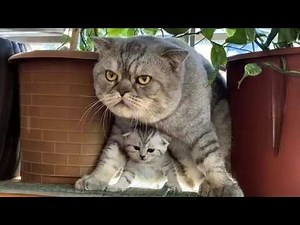 Cats being parents for the first time 🐈🤣 Funny and cute cat videos