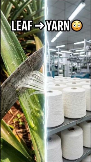 How Pineapple Leaves Turn Into Yarn 😳