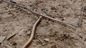 Centipede, giant African millipede (Archispirostreptus gigas) crawling under twig in Africa forest wildlife