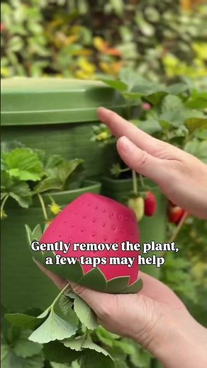 🍓Step-by-step with our Berry Cups!