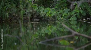 Black dragon Asian water mornitor lizard or varanus salvator hide in the water grass for prey in the pond.