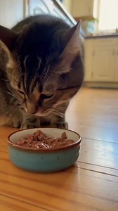 Cat Tip: Feeding your cat from a narrow bowl can stress them out and cause food aversion - and will make it harder to get them to eat a new food. 😻🍽️😻 | The Two Crazy Cat Ladies