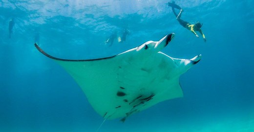 Manta Rays: Gentle Giants of the Sea
