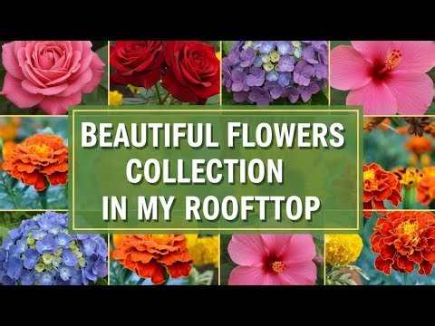 Rooftop Garden Tour: 20+ Beautiful Flowers Collection