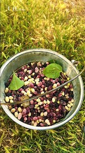 The Most Satisfying Mulberry Harvest 🍇 please subscribe
