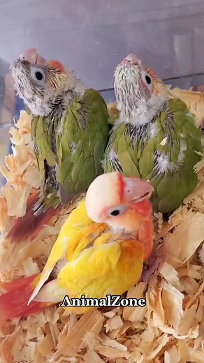 AnimalZone_kwt على TikTok