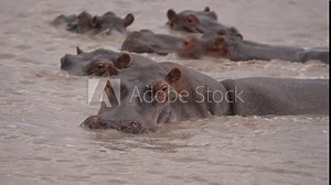 Hippo or Hippopotamus (Hippopotamus amphibius) in an African river showing territorial behavior. Large scarred up bull ready to attack to defend his harem of cows and calves. Slow motion