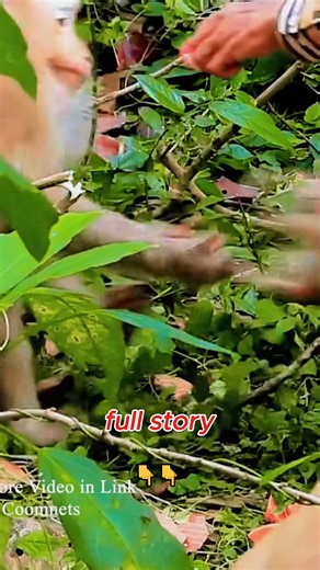 Monkey Collection on Reels