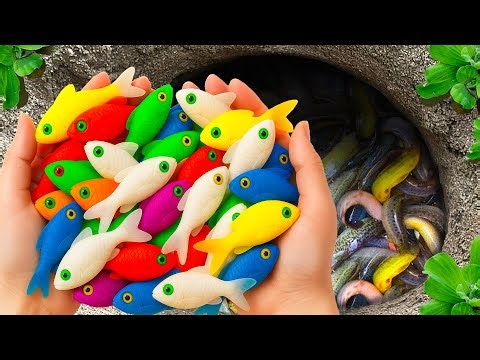 Catch Beautiful Ornamental Fish in Flood Fields, Frogs, Goldfish, Koi, Baby Turtles, Guppies, Puffer