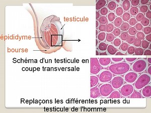 2ème Partie : La transmission de la vie chez l'Homme - Cours de SVT en ligne niveau Collège